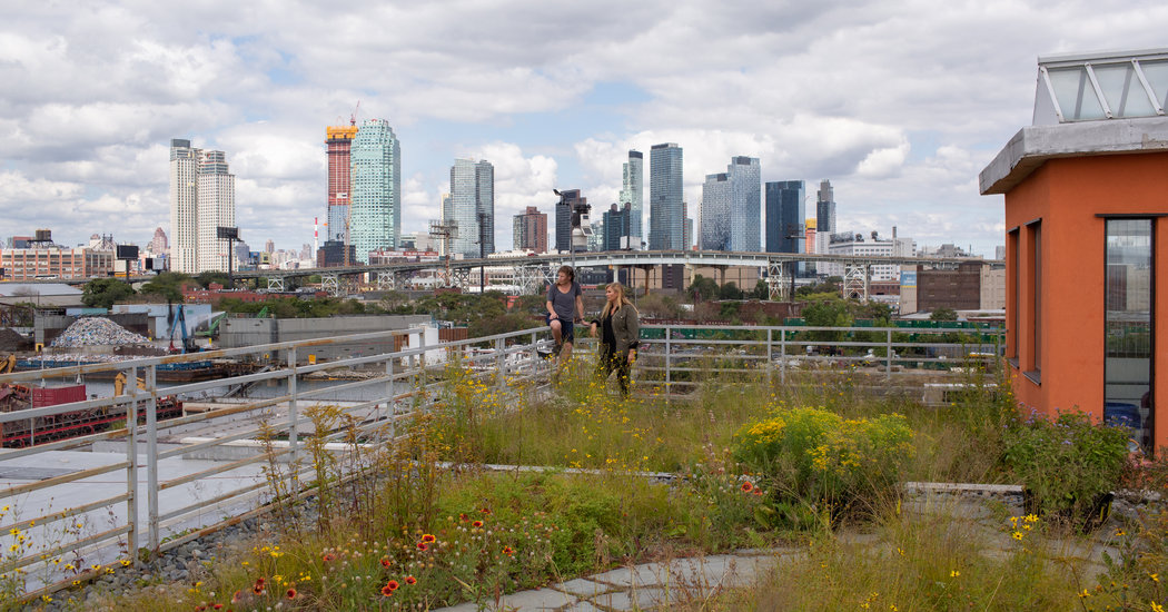 How a Rooftop Meadow of Bees and Butterflies Shows N.Y.C.’s Future