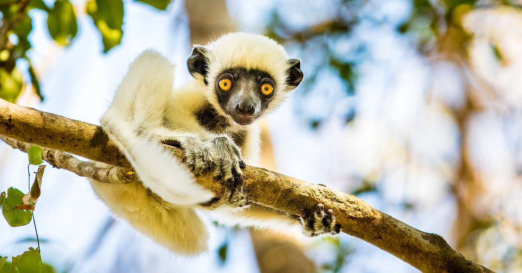Madagascar: A Cornucopia of Beauty